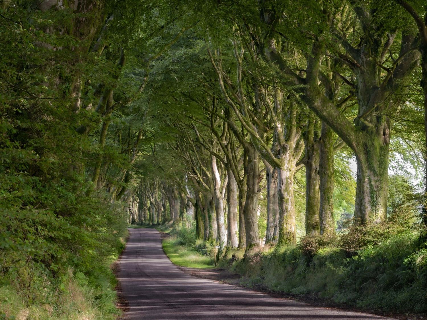 The beautiful parade of trees down each side of the road in the heart of Dartmoor.